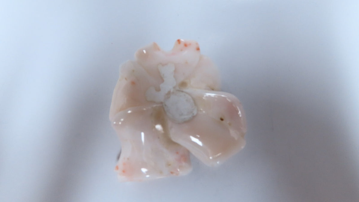 GIA Certified Carved Coral *v