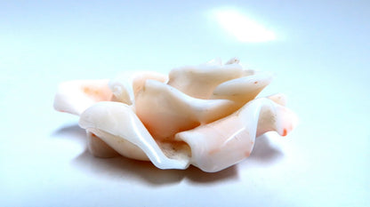 GIA Certified Carved Coral *v